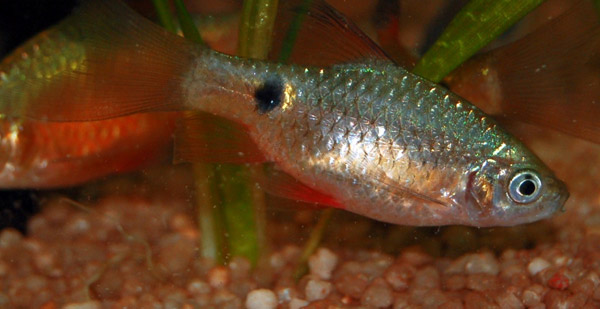 http://www.erewise.com/sites/default/files/image_article/1277/fish.jpg