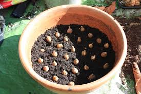 image result for bulb planting