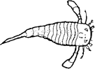 eurypterid