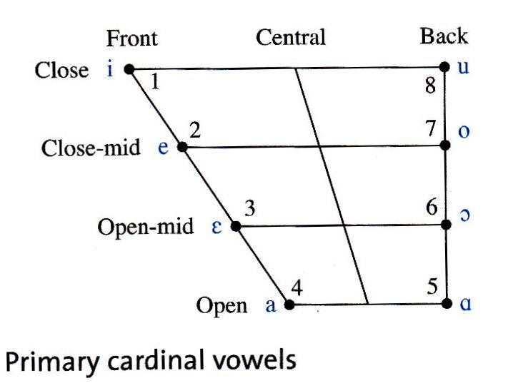 cardinal-vowel.jpg