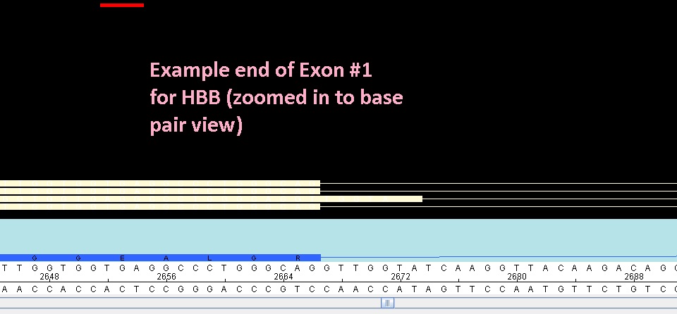 c:\users\alexander\appdata\local\microsoft\windows\temporary internet files\content.word\zoomed to base pair.jpg