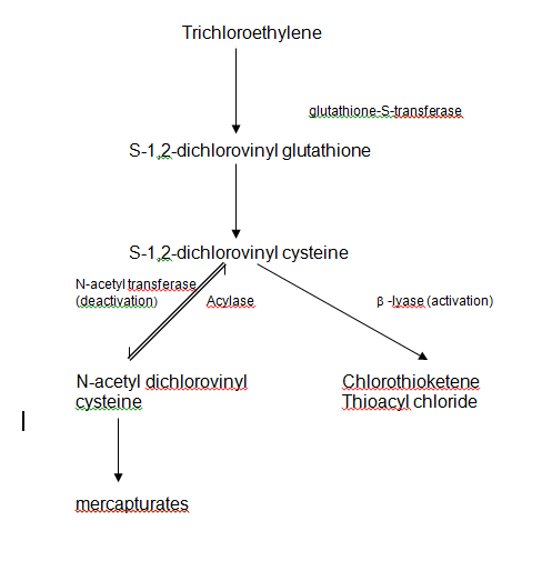 figure 5- metabolism of trichlorethylene via glutathione conjugation (from: (united kingdom, 1996)) 