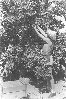 http://upload.wikimedia.org/wikipedia/commons/thumb/e/ec/a_woman_working_in_the_orange_grove_of_kibbutz_na%27an.jpg/220px-a_woman_working_in_the_orange_grove_of_kibbutz_na%27an.jpg