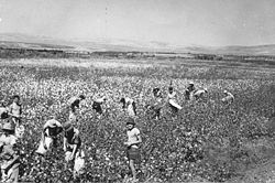 http://upload.wikimedia.org/wikipedia/commons/thumb/d/d3/pikiwiki_israel_3290_picking_cotton.jpg/250px-pikiwiki_israel_3290_picking_cotton.jpg