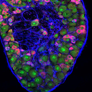 http://images.sciencedaily.com/2012/04/120423103715.jpg