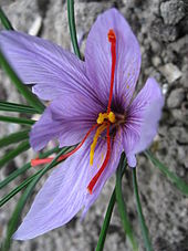 170px-crocus_sativus_01_by_line1