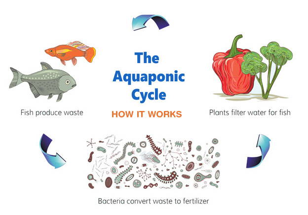 http://www.evofarm.com/wp-content/uploads/2012/07/aquaponics21.jpg