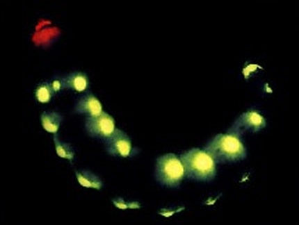 http://bogleech.com/nature/beetle-glowworm.jpg