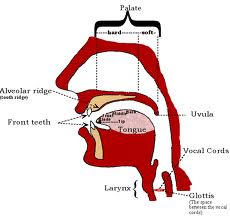 http://2.bp.blogspot.com/-siqca4kj5z4/t9mm5e-cfci/aaaaaaaabws/7v0iuus34wm/s1600/distinctive+and+non+distinctive+sounds.jpg