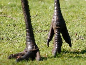 http://www.sbs.com.au/news/resize/index/id/75512/w/300/h/225/site_1_rand_270067969_emu_feet_generic_1505_b_ap.jpg