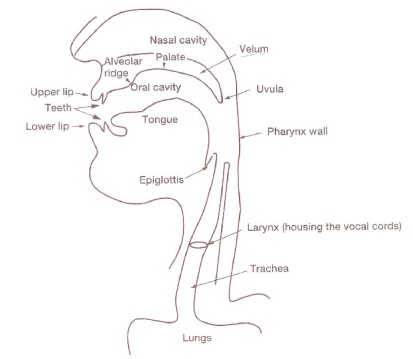 vocal tract2.jpg