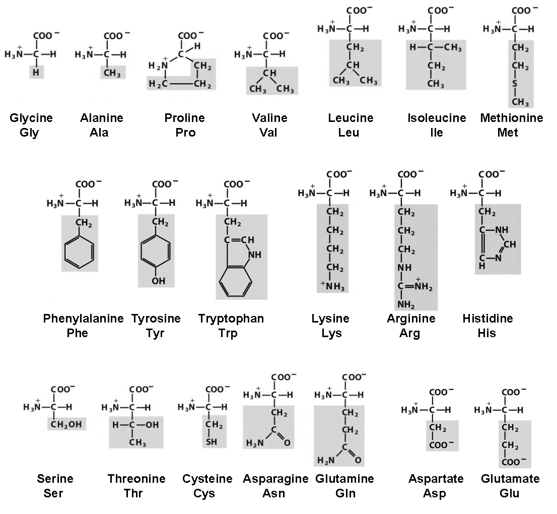 description: figs_for_questions\prep_problem_figures\aa_all_lehninger copy.jpg