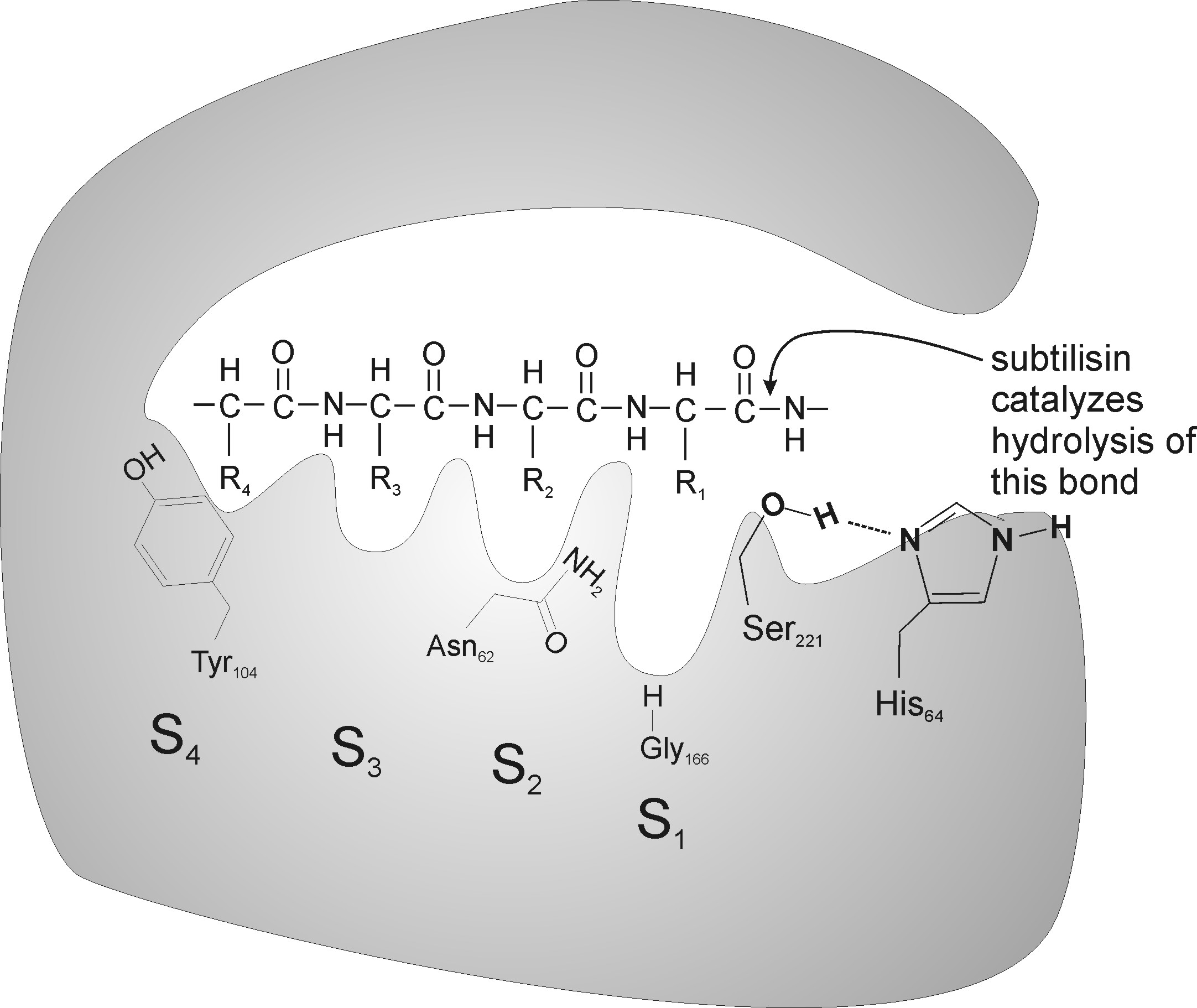 figs_for_questions\prep_problem_figures\subtilisin_subsites_3_new.jpg