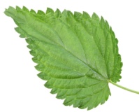 description: http://cdn4.kozzi.com/b1/12/541/photo-24810053-one-green-leaf-of-nettle.jpg