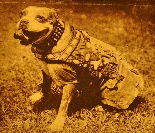 sgt. stubby. a pit bull war hero. stubby was wounded in action ...