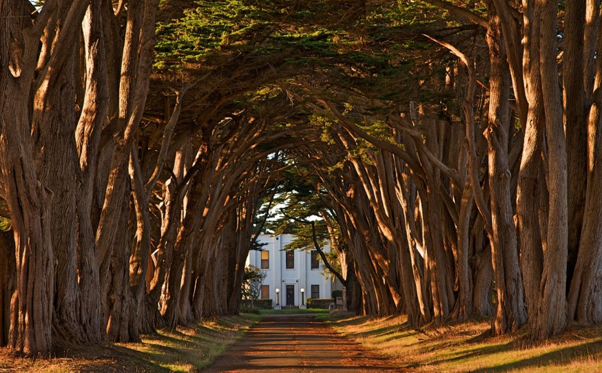 picture of the day: cypress tree avenue – point reyes, california