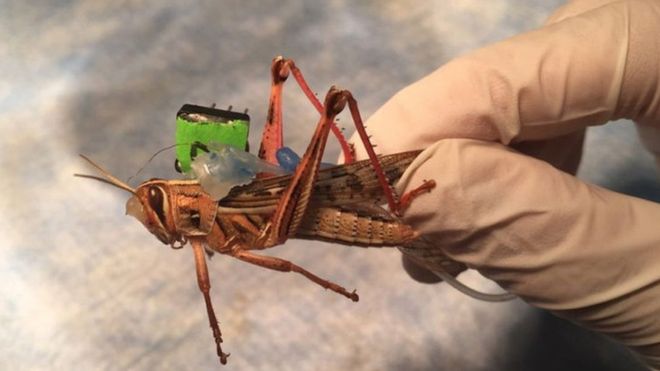 a locust with a sensor on it\'s back to test for dangerous chemicals