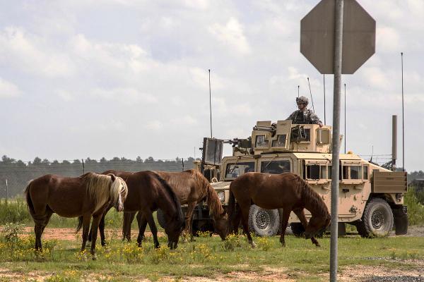 in this sept. 20, 2014 photo, feral horses graze in front of a soldier riding in an armored humvee, as part of a security detail, at the fort polk joint readiness training center. (sgt. william gore/u.s. army 40th public affairs detachment via ap)