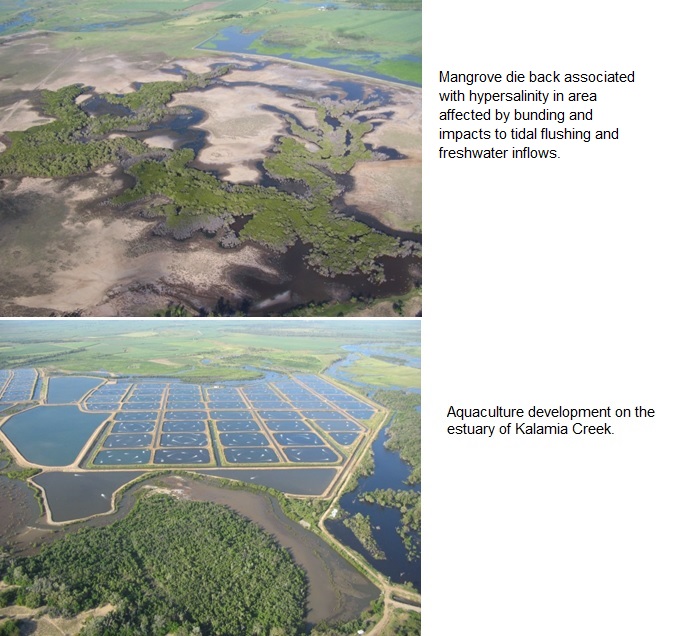 two photos showing examples of development and management practices that impact on estuaries. the first is an aerial photo of mangrove die back associated with hypersalinity in an area affected by bunding and impacts to tidal flushing and freshwater inflows. the second is an aerial photo of an aquaculture development on the estuary of kalamia creek.