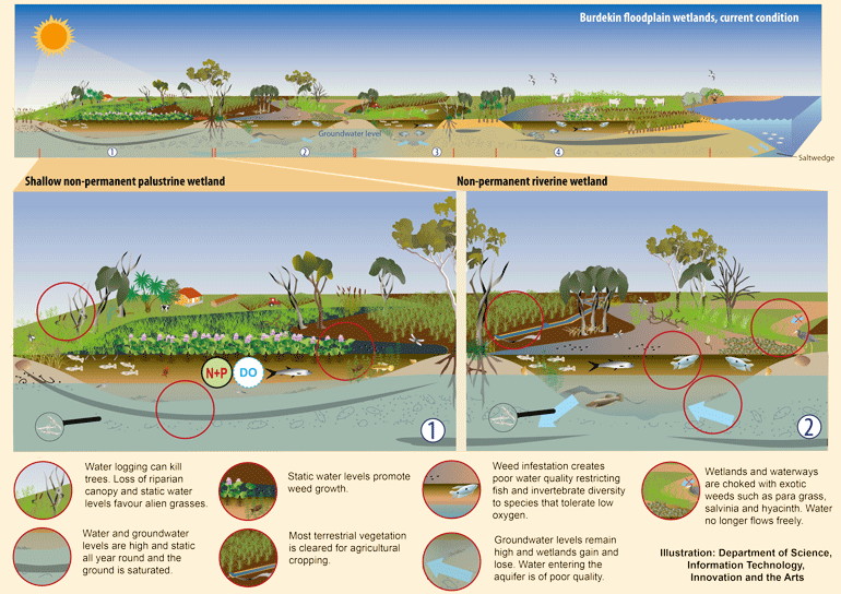 figure 14 is three conceptual models of the lower burdekin floodplain wetland\'s current condition and management issues. the first illustration is an overview of the wetlands. the second illustration shows a shallow non-permanent palustrine wetland and the third illustration shows a non-permanent riverine wetland.