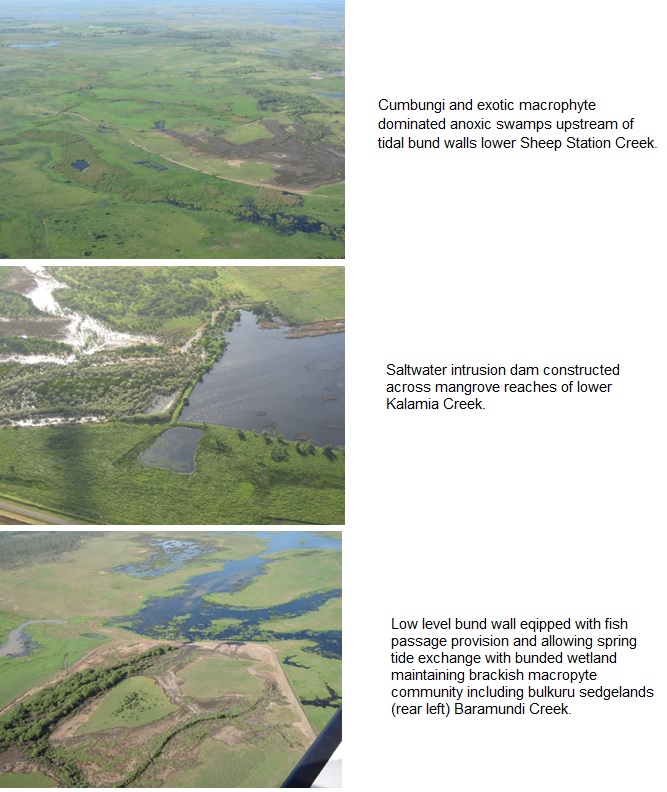 a sequence of three photos showing saltwater intrusion dams and bunds on lower burdekin estuaries. the first is an aerial photo showing cumbungi and exotic macrophyte dominated anoxic swamps upstream of tital bund walls on lower sheep station creek. the second is an aerial photo showing the saltwater intrusion dam constructed across mangrove reaches of lower kalamia creek, and the third is an aerial photo of a low level b und wall equipped with fish passage provision and allowing spring tide exchange with bunded wetland, maintaining brackish macrophyte community including bulkuru sedgelands (rear left) barramundi creek.
