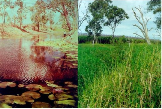 two photographs side by side of the same waterhole. the photo on the left was taken in 1970 and shows a healthy waterhole with navite riparian zone, open water and native water lillies fringing the banks. the photo on ther right was taken in 1999 and shows the same location and shows sugar cane grown to the bank, and no open water is visible, with the entire waterhole choked with dense tall growing exotic pasture grasses.