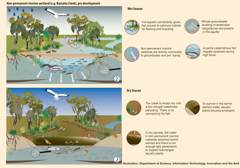 figure 8 is a conceptual model showing the seasonal variability within the lower burdekin riverine wetland. the model shows two illustrations - one showing how the wetland would look during the wet season and the other showing the same area during the dry season.