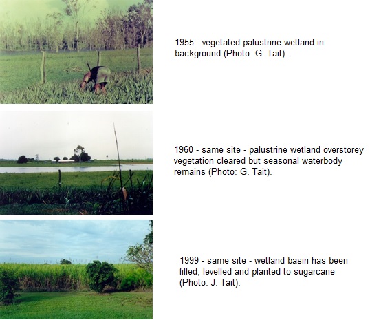 a sequence of photographs of the same location, the first taken in 1955 showing a vegetated weland in the background, the second taken in 1960 showing palustrine wetland overstorey vegetation has been cleared but a season waterbody remaining, and the third taken in 1999 showing the wetland basin has been filled, levelled and planted to sugarcane.