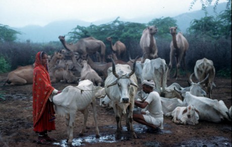 livestock census india
