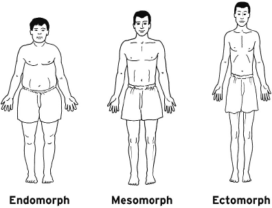figure 1: sheldon’s three main somatotypes