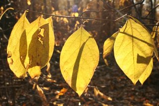 leaves+in+sun