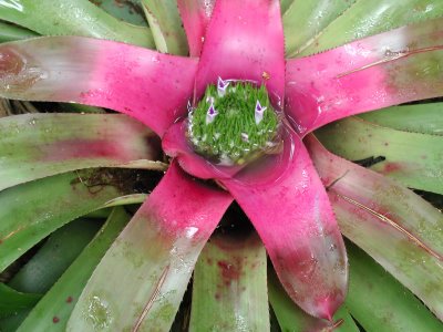 bromeliad