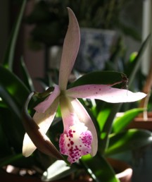 orchid%2011-24