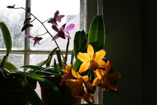 orchids+in+january+2