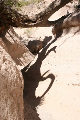 desert+tree+shadow