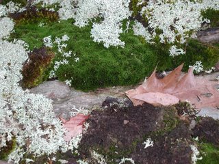 moss+and+lichen