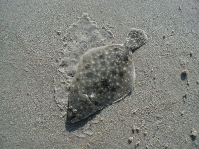 flounder