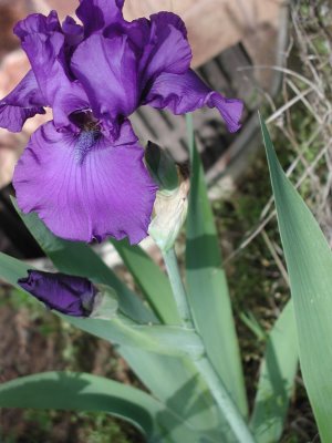 purple+iris