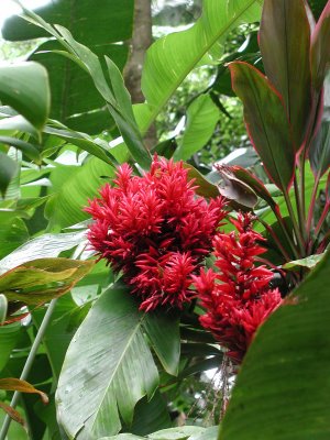 red+flowers