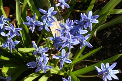 blue+flowers