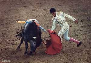 bullfight