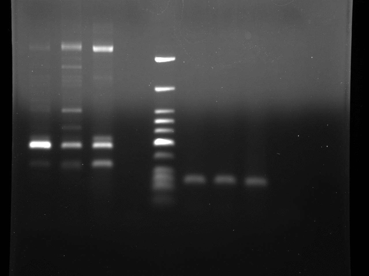 c:\users\megan gura\documents\research\qrt-pcr\33cycwithgapdh lightbandsanalysis.tif