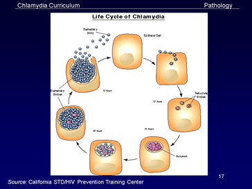 life cycle of chlamydia