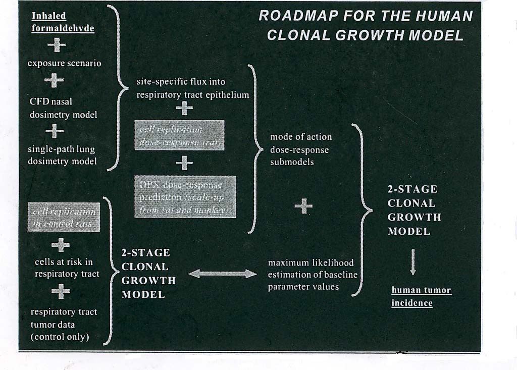 figure a9-3 – roadmap for the human clonal growth model (reproduced from ciit, 1999)