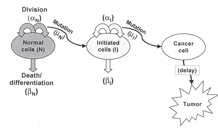 figure a9-1: two-stage clonal growth model (reproduced from ciit, 1999).