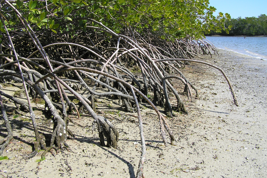 c:\users\linda\documents\2014\loc\national parks pd\everglades national park\mangroves.jpg