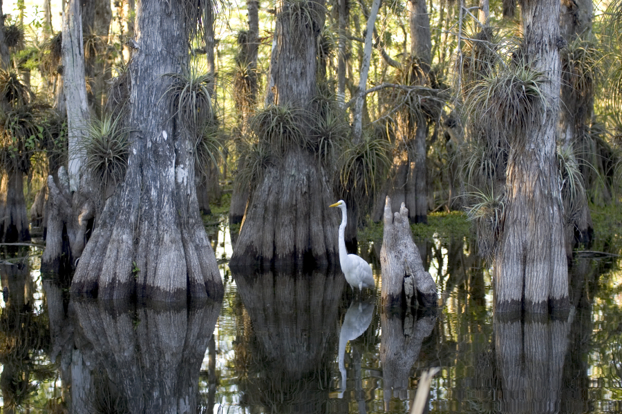 c:\users\linda\documents\2014\loc\national parks pd\everglades national park\great egret in the everglades.jpg