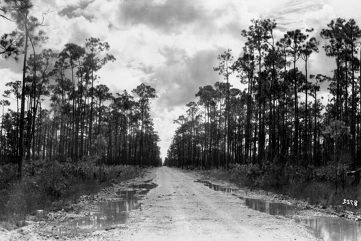 c:\users\linda\documents\2014\loc\national parks pd\everglades national park\road_through_pinelands_before_1928_(cropped).jpg