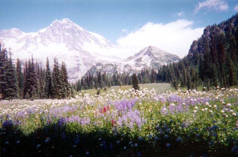 c:\users\linda\documents\2014\loc\national parks pd\mt. ranier np\the mountain from indian henry\'s hunting ground - nps.jpg