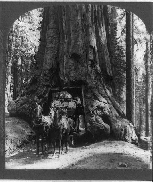 c:\users\linda\documents\2014\loc\national parks pd\yosemite national park\the famous wawona tunnel tree and stage coach.jpg